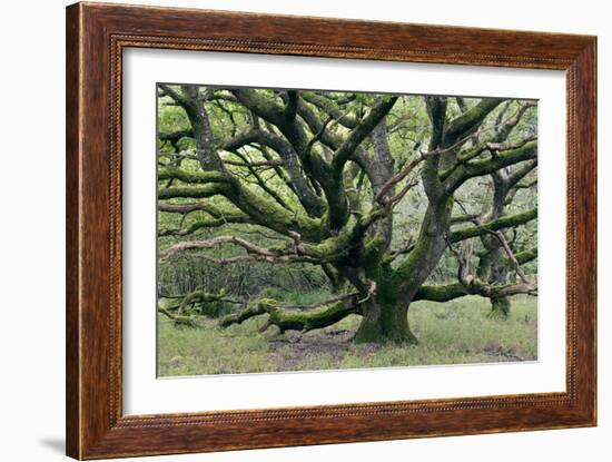 Ancient Oak Tree (Quercus Sp.)-Adrian Bicker-Framed Photographic Print