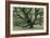 Ancient Oak Tree (Quercus Sp.)-Adrian Bicker-Framed Photographic Print