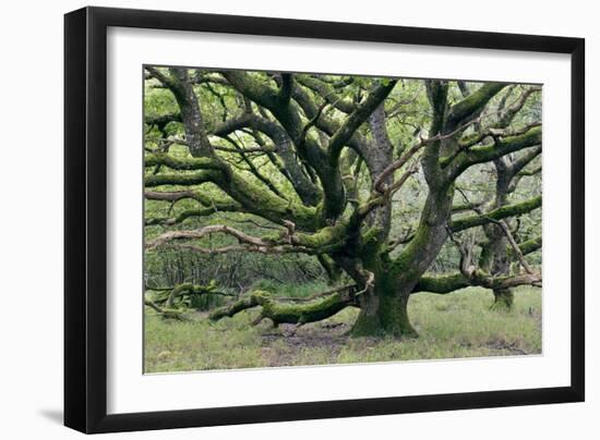 Ancient Oak Tree (Quercus Sp.)-Adrian Bicker-Framed Photographic Print