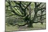 Ancient Oak Tree (Quercus Sp.)-Adrian Bicker-Mounted Photographic Print