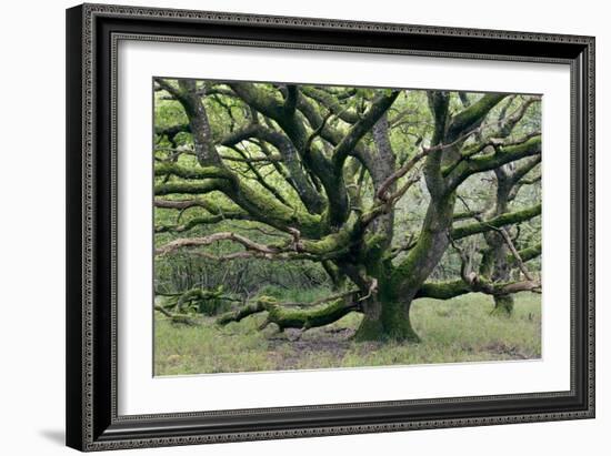 Ancient Oak Tree (Quercus Sp.)-Adrian Bicker-Framed Photographic Print