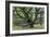 Ancient Oak Tree (Quercus Sp.)-Adrian Bicker-Framed Photographic Print