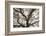 Ancient Oak-Michael Hudson-Framed Art Print