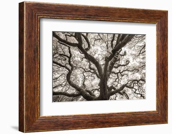 Ancient Oak-Michael Hudson-Framed Art Print