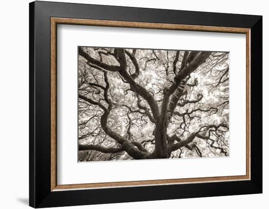 Ancient Oak-Michael Hudson-Framed Art Print