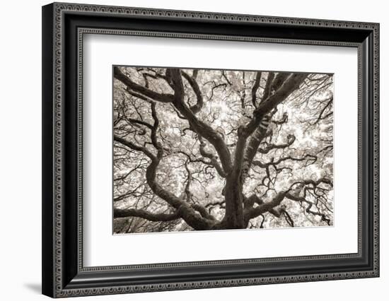 Ancient Oak-Michael Hudson-Framed Art Print