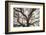 Ancient Oak-Michael Hudson-Framed Art Print