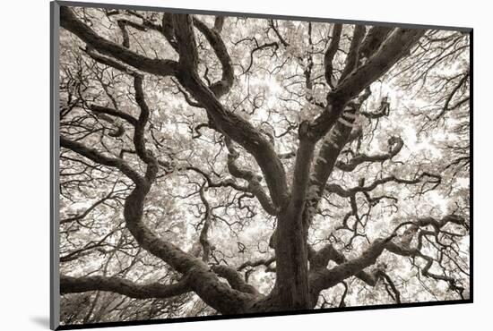 Ancient Oak-Michael Hudson-Mounted Art Print