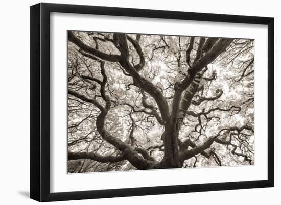 Ancient Oak-Michael Hudson-Framed Art Print