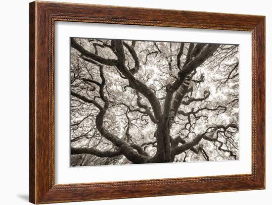 Ancient Oak-Michael Hudson-Framed Art Print