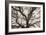 Ancient Oak-Michael Hudson-Framed Art Print