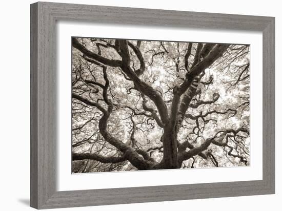 Ancient Oak-Michael Hudson-Framed Art Print