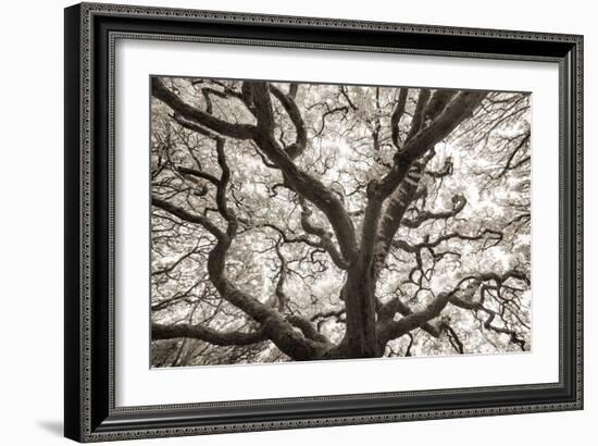 Ancient Oak-Michael Hudson-Framed Art Print