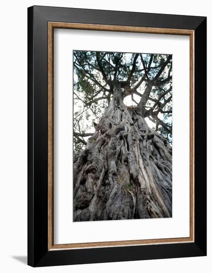 Ancient Olive Tree in the Masai Mara Reserve (Kenya)-Paul Banton-Framed Photographic Print