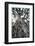 Ancient Olive Tree in the Masai Mara Reserve (Kenya)-Paul Banton-Framed Photographic Print