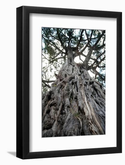 Ancient Olive Tree in the Masai Mara Reserve (Kenya)-Paul Banton-Framed Photographic Print