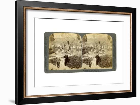 Ancient Olive Trees in the Garden of Gethsemane, Near Jerusalem, Palestine, 1905-Underwood & Underwood-Framed Giclee Print