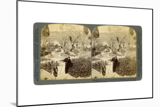 Ancient Olive Trees in the Garden of Gethsemane, Near Jerusalem, Palestine, 1905-Underwood & Underwood-Mounted Giclee Print