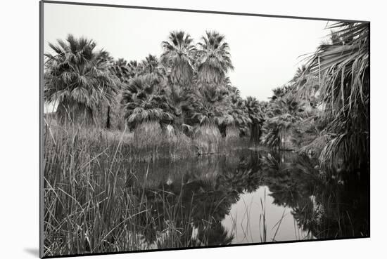 Ancient Palms I-Rita Crane-Mounted Photographic Print