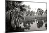 Ancient Palms II-Rita Crane-Mounted Photographic Print