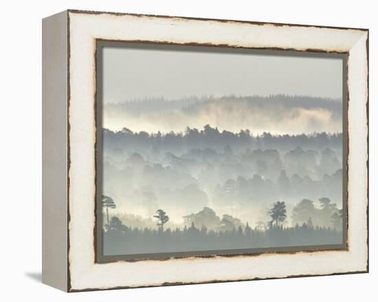 Ancient Pine Forest Emerging from Dawn Mist, Strathspey, Scotland, UK-Pete Cairns-Framed Premier Image Canvas