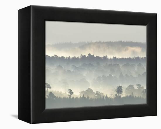 Ancient Pine Forest Emerging from Dawn Mist, Strathspey, Scotland, UK-Pete Cairns-Framed Premier Image Canvas