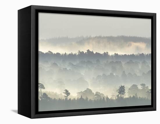 Ancient Pine Forest Emerging from Dawn Mist, Strathspey, Scotland, UK-Pete Cairns-Framed Premier Image Canvas