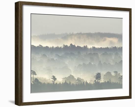 Ancient Pine Forest Emerging from Dawn Mist, Strathspey, Scotland, UK-Pete Cairns-Framed Photographic Print