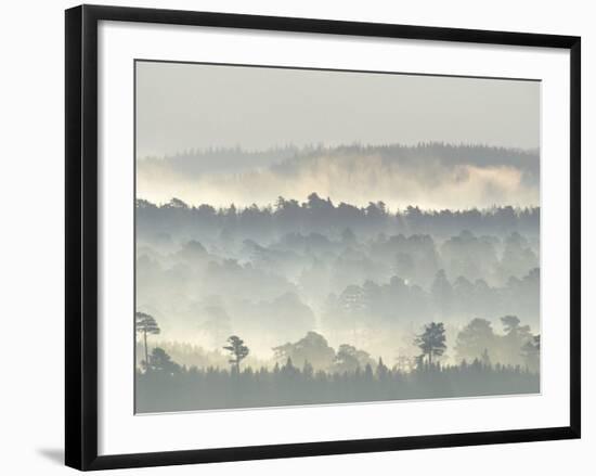 Ancient Pine Forest Emerging from Dawn Mist, Strathspey, Scotland, UK-Pete Cairns-Framed Photographic Print