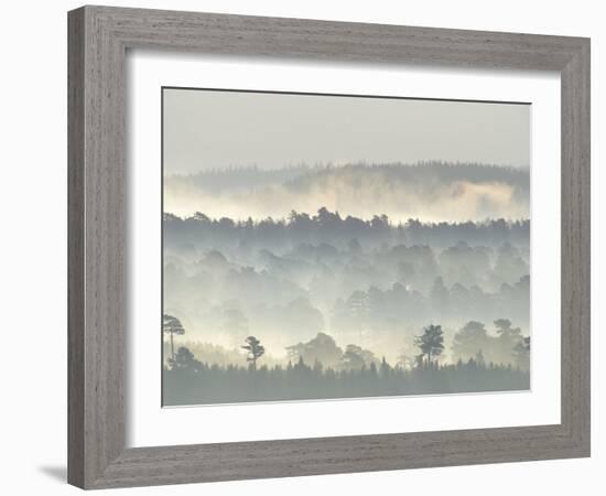 Ancient Pine Forest Emerging from Dawn Mist, Strathspey, Scotland, UK-Pete Cairns-Framed Photographic Print