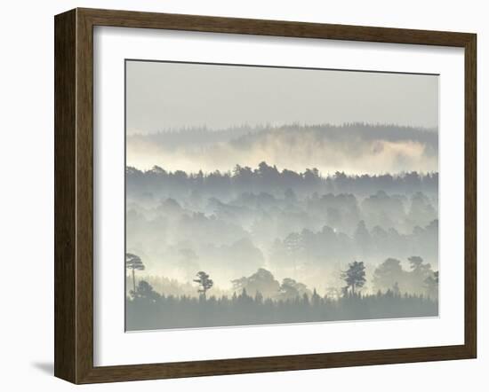 Ancient Pine Forest Emerging from Dawn Mist, Strathspey, Scotland, UK-Pete Cairns-Framed Photographic Print