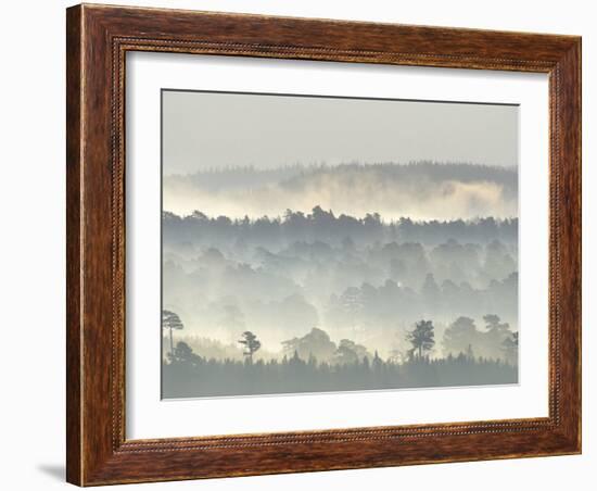 Ancient Pine Forest Emerging from Dawn Mist, Strathspey, Scotland, UK-Pete Cairns-Framed Photographic Print