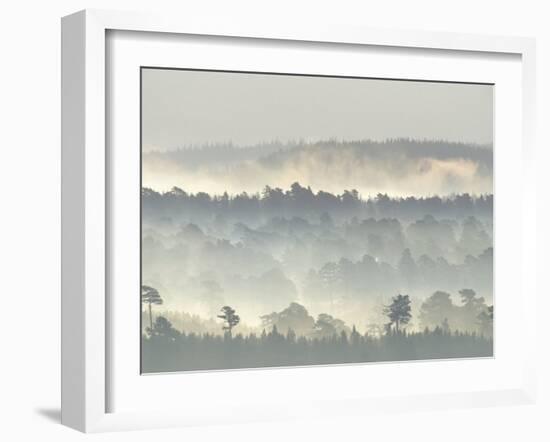 Ancient Pine Forest Emerging from Dawn Mist, Strathspey, Scotland, UK-Pete Cairns-Framed Photographic Print