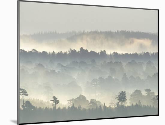 Ancient Pine Forest Emerging from Dawn Mist, Strathspey, Scotland, UK-Pete Cairns-Mounted Photographic Print