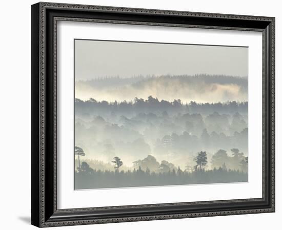 Ancient Pine Forest Emerging from Dawn Mist, Strathspey, Scotland, UK-Pete Cairns-Framed Photographic Print