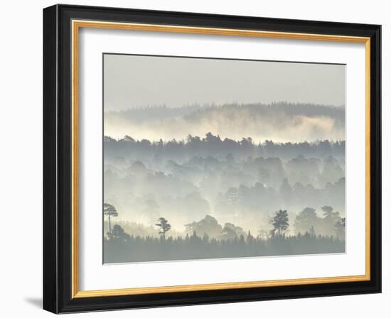 Ancient Pine Forest Emerging from Dawn Mist, Strathspey, Scotland, UK-Pete Cairns-Framed Photographic Print