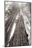 Ancient Redwood Forest-Nathan Larson-Mounted Photographic Print