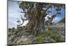 Ancient Sierra Juniper Lake Tahoe region, California-Howie Garber-Mounted Photographic Print