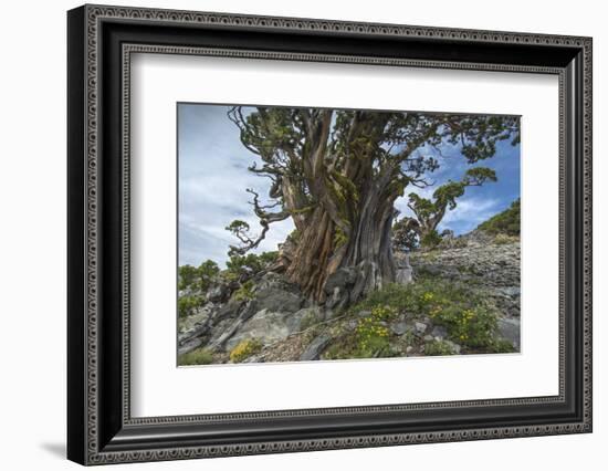 Ancient Sierra Juniper Lake Tahoe region, California-Howie Garber-Framed Photographic Print