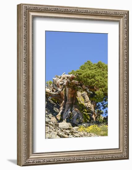 Ancient Sierra juniper, Lake Tahoe region, California-Howie Garber-Framed Photographic Print