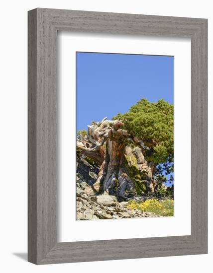 Ancient Sierra juniper, Lake Tahoe region, California-Howie Garber-Framed Photographic Print