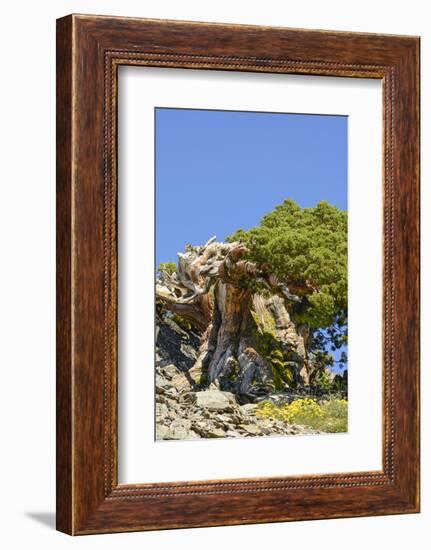 Ancient Sierra juniper, Lake Tahoe region, California-Howie Garber-Framed Photographic Print