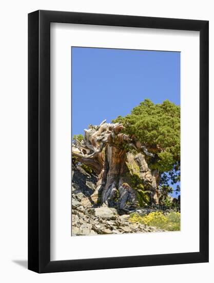 Ancient Sierra juniper, Lake Tahoe region, California-Howie Garber-Framed Photographic Print