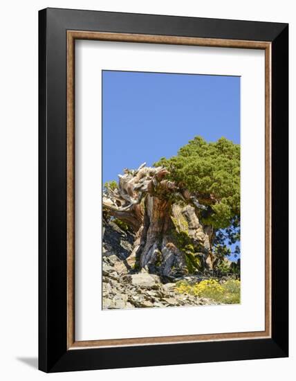 Ancient Sierra juniper, Lake Tahoe region, California-Howie Garber-Framed Photographic Print