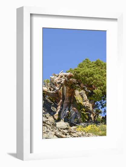 Ancient Sierra juniper, Lake Tahoe region, California-Howie Garber-Framed Photographic Print