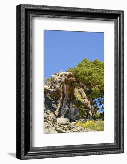 Ancient Sierra juniper, Lake Tahoe region, California-Howie Garber-Framed Photographic Print