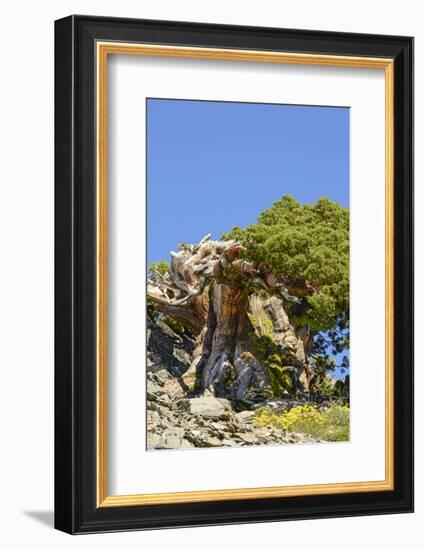 Ancient Sierra juniper, Lake Tahoe region, California-Howie Garber-Framed Photographic Print