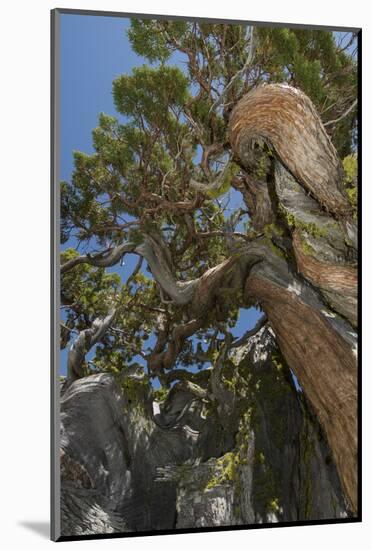 Ancient Sierra Juniper Lake Tahoe region, California-Howie Garber-Mounted Photographic Print