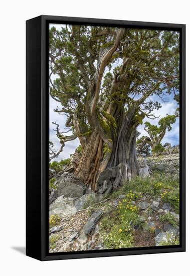 Ancient Sierra Juniper Lake Tahoe region, California-Howie Garber-Framed Premier Image Canvas