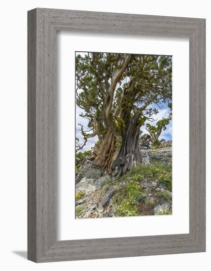 Ancient Sierra Juniper Lake Tahoe region, California-Howie Garber-Framed Photographic Print